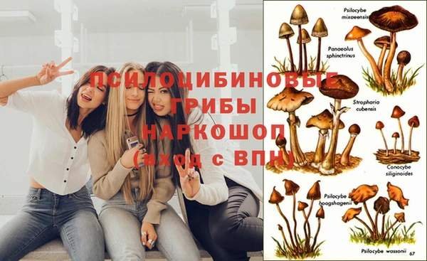 каннабис Аркадак